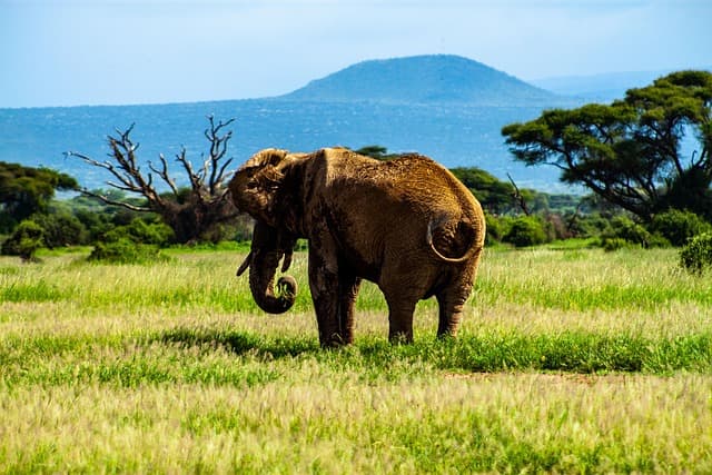 AMBOSELI ELEPHANTS KILIMANJARO