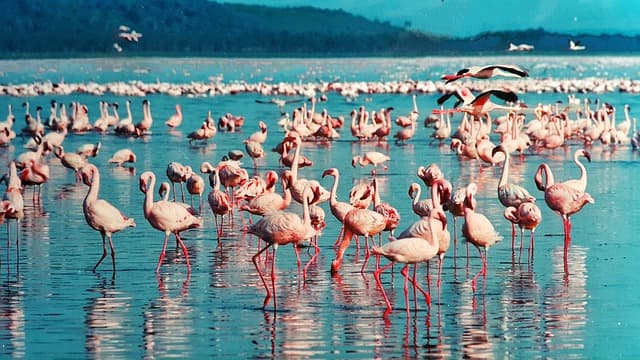 LAKE NAKURU FLAMINGOS