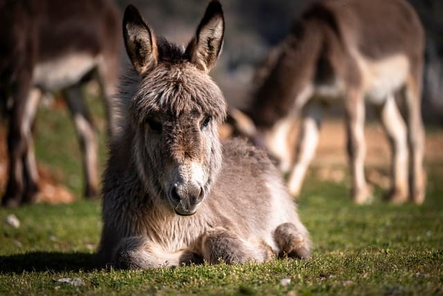 LAMU ISLAND DONKEYS