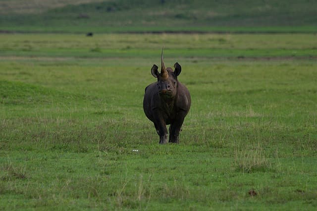 NGORONGORO CRATER