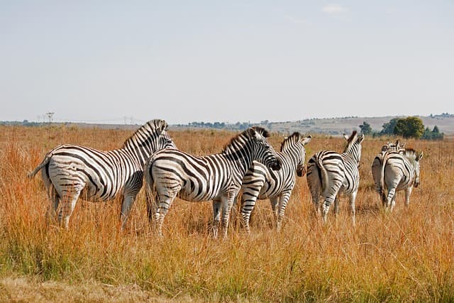 SELOUS GAME RESERVE