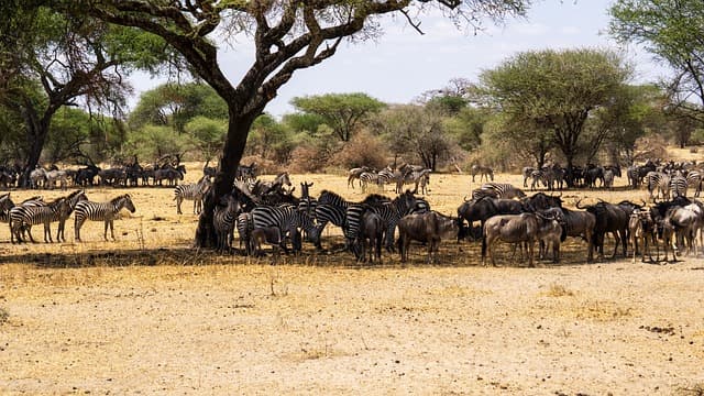 SERENGETI MIGRATION