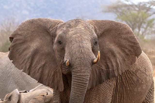 TSAVO RED ELEPHANTS